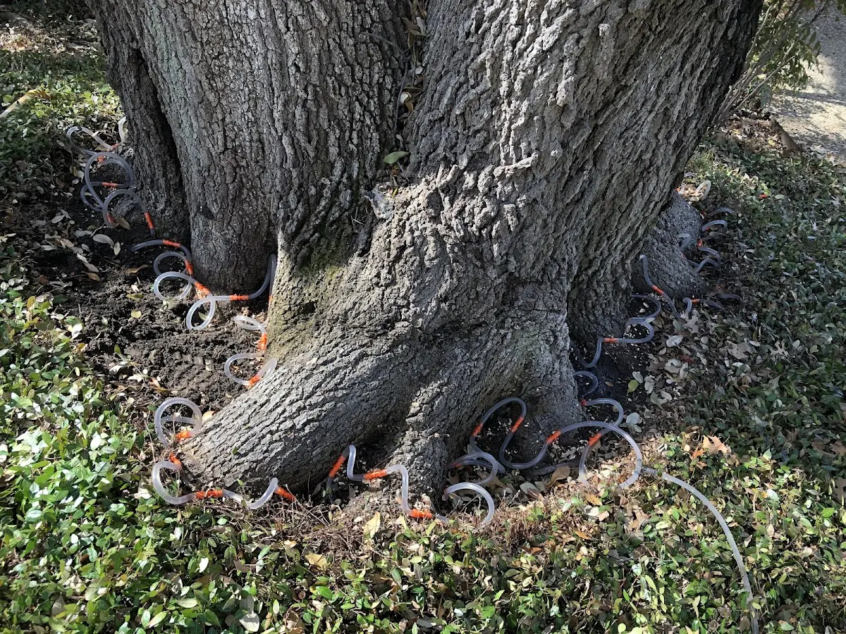 Detailed Tree Cabling and Bracing job site in Hoople